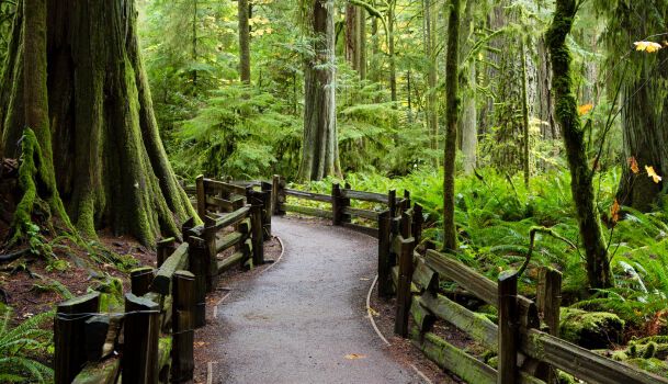 Cathedral Grove